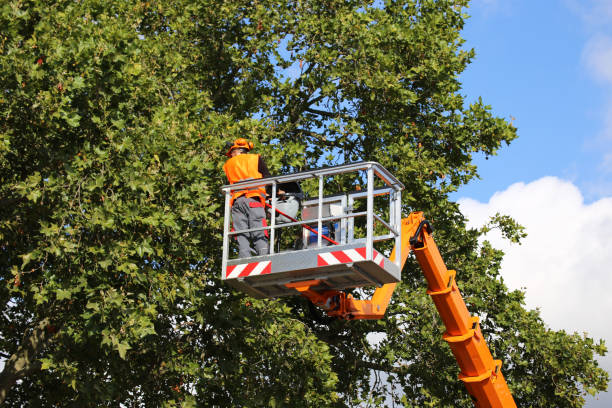 Why Choose Our Tree Removal Services in Tehaleh, WA?